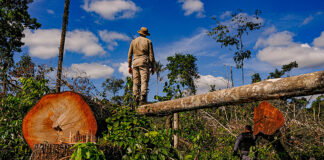 Brasil: el precio político y económico de la destrucción ambiental