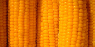 Toda la Gloria del Mundo cabe en un grano de maíz