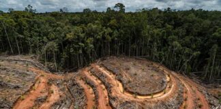 Qué esperar del Brasil de Bolsonaro en la cúpula del clima
