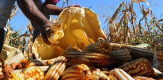 El alimento tiene que ser una causa nacional alimento causa nacional