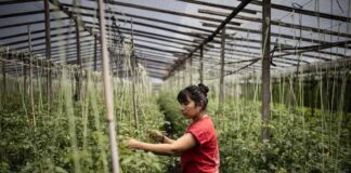 El mito de la Argentina blanca y europea mito argentina blanca europea