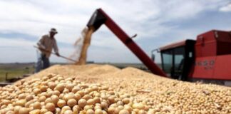 En busca de divisas: una ley para el agronegocio agronegocio ley