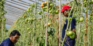 Un sector del campo exige más medidas para evitar el aumento de los alimentos