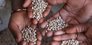 ¿El Gobierno va por la privatización de las semillas?