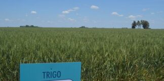 Suspenden el trigo transgénico en la provincia de Buenos Aires
