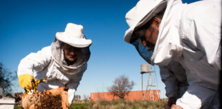 La apicultura argentina endulza al mundo