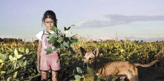 El negocio de envenenar: Syngenta y el herbicida atrazina