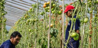 La tierra para quién la trabaja: ¿Qué pasa en Chapadmalal?