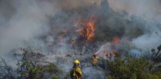 Massa y su propuesta sobre delitos ambientales