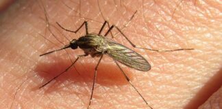 ¿Qué tiene que ver la Invasión de mosquitos con el cambio climático?