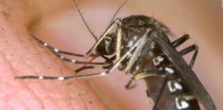 Mientras crecen los casos de dengue, el gobierno nacional sigue sin una campaña de prevención