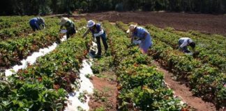 900 despidos en el Estado afectan al sector campesino
