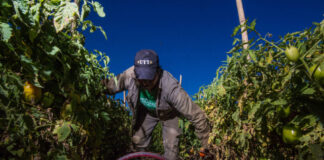 Se creó el primer semillero de imágenes libres del sector campesino e indígena