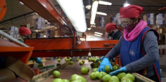 Cómo la importación de alimentos está dañando de muerte a las economías regionales