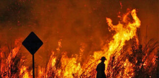 ¿Cómo afecta al ambiente la Ley Bases?