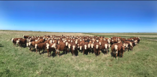 Razones para seguir afirmando que existe la oligarquía terrateniente en la provincia de Buenos Aires