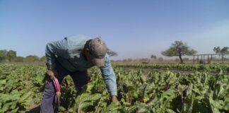 Por qué la crisis está golpeando fuertemente al cinturón hortícola platense