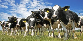 La Argentina con muchas vacas y poca carne