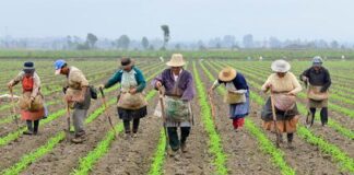 La Ley Bases crea una régimen laboral nuevo en el campo