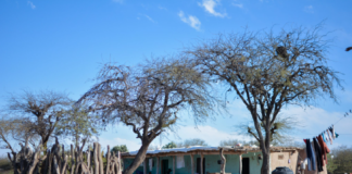 El padre de Milei se quedó con 3 mil hectáreas de campo en Santiago del Estero