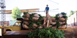 El Instituto de Yerba Mate sigue sin autoridades y peligra la cosecha 2025 por culpa de Milei