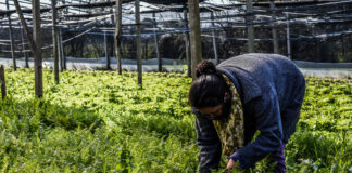 La agroecología, una bandera de las mujeres rurales