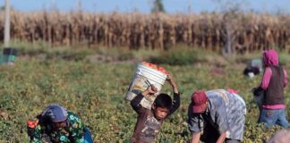 Trabajadores rurales cobran por debajo de la línea de pobreza y les ofrecen 0% de aumento