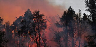 Crónica desde la Patagonia: el fuego continúa activo en Los Alerces