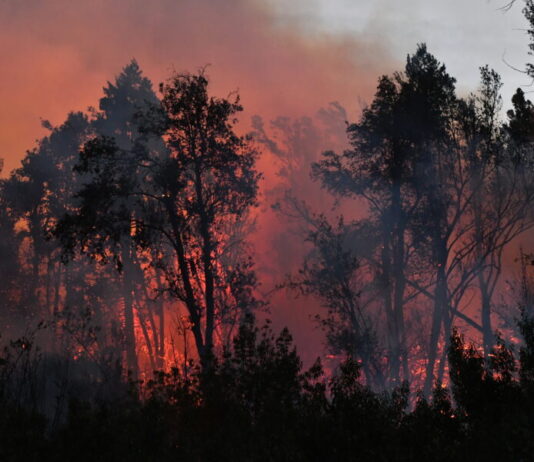 Crónica desde la Patagonia: el fuego continúa activo en Los Alerces
